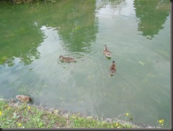 DSCF0561